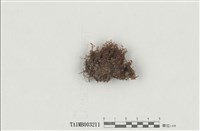 藏品(走燈苔屬)的圖片